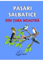 PĂSĂRI SĂLBATICE DIN ȚARA NOASTRĂ
