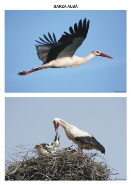 Pasari calatoare - planse