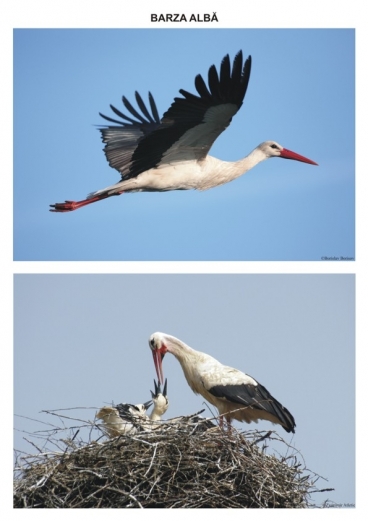 PĂSĂRI CĂLĂTOARE- planşe