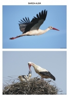 PĂSĂRI CĂLĂTOARE- planşe